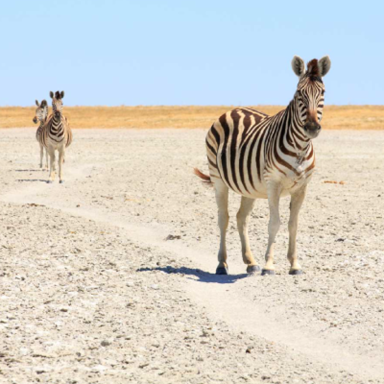 KGALAGADI-TRANSFRONTIER