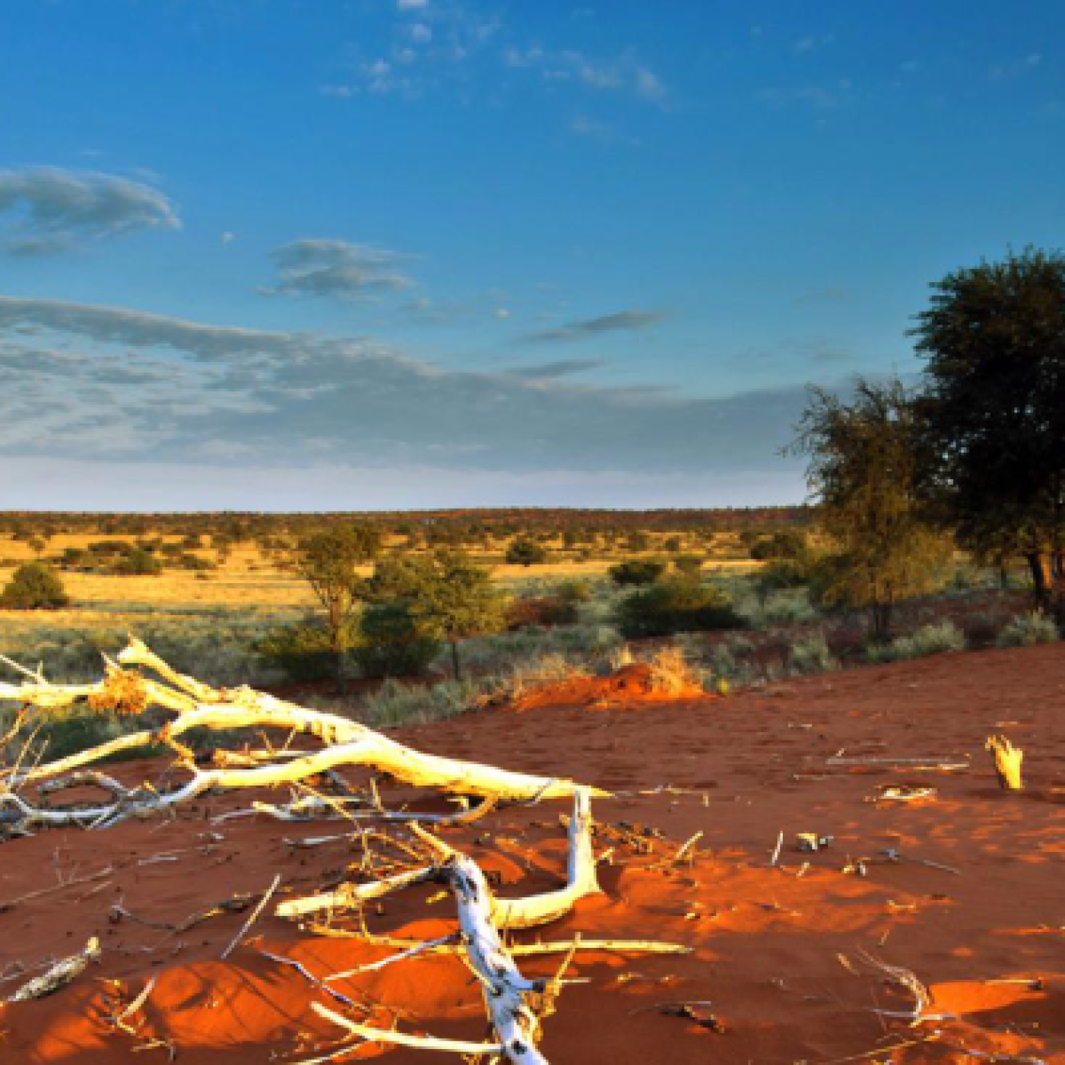 kgalagadi-TRANSFRONTIER-1