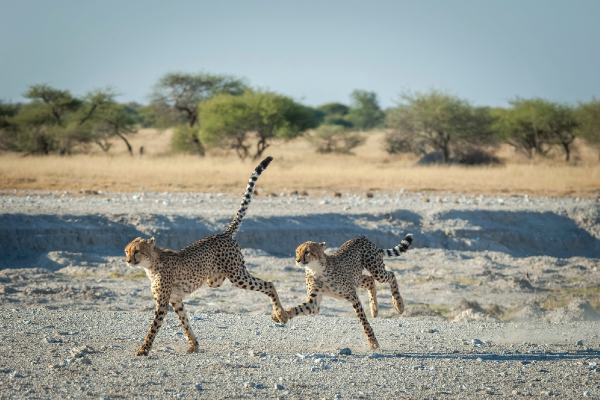 Sedudu Tours & Safari