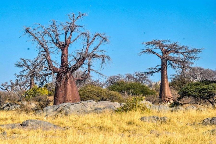 Kubu/Lekhubu Island