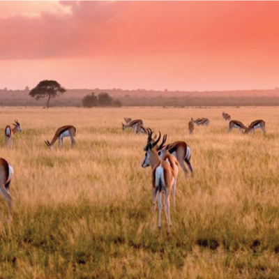 Central Kalahari Game Reserve