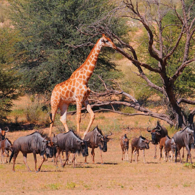 Kgalagadi Transfrontier Park