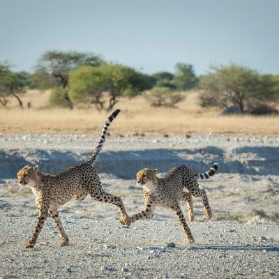 Nxai Pan National Park